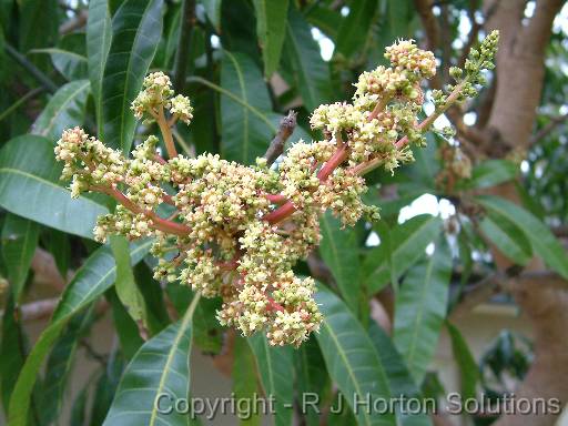 Mango flowers 